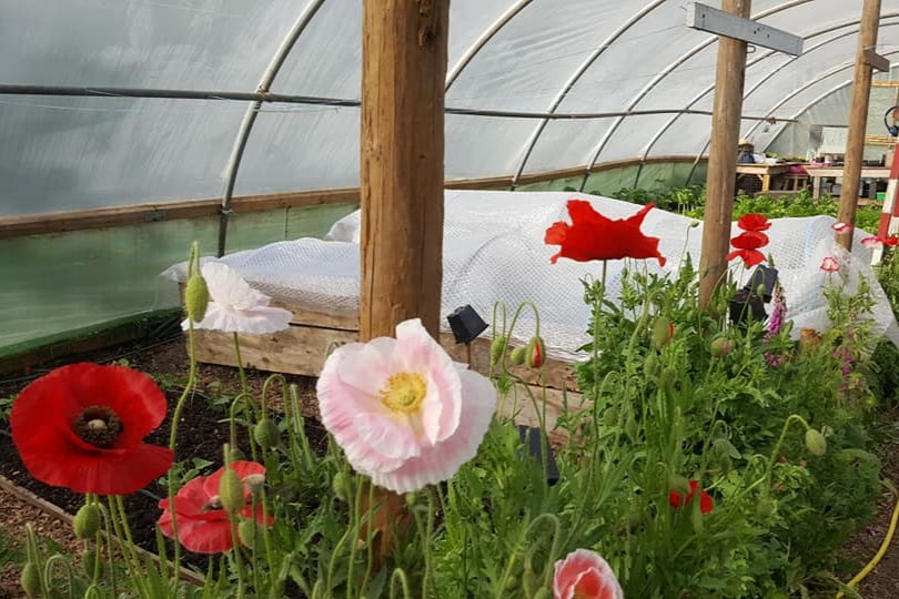 Red and pink poppies bloom in a polytunnel greenhouse at Einion's Garden, Wales