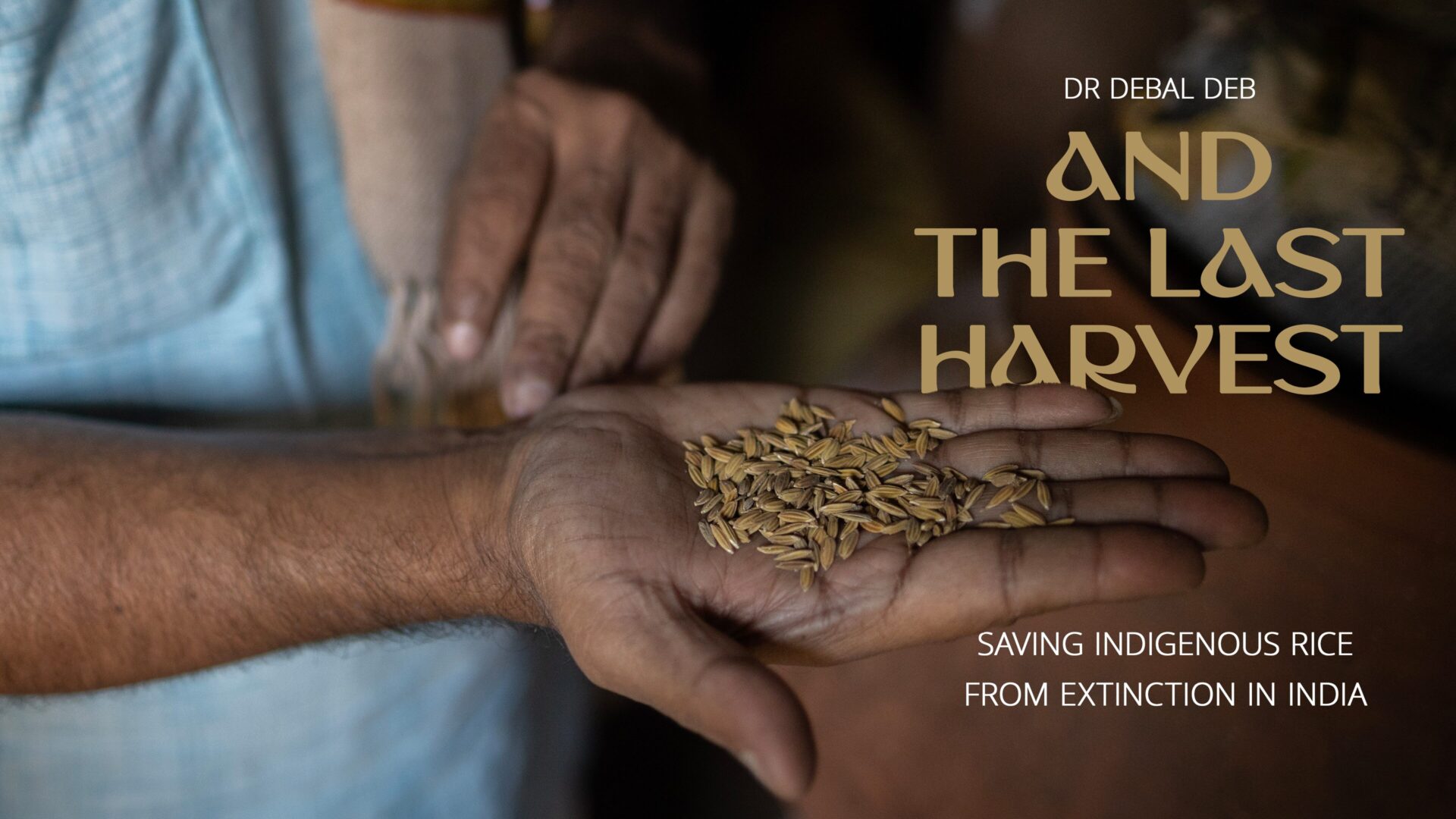Hands holding golden indigenous rice grains — part of Dr Debal Deb's 1,460-variety seed bank