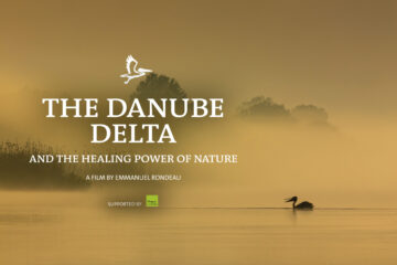 Water buffalo grazing in wetland grasses of Ukraine's Danube Delta rewilding area